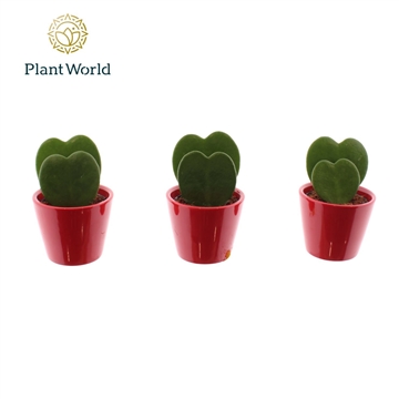 Hoya kerrii double heart 2pp in rood Rotterdam keramiek