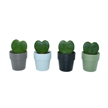 Hoya kerrii 1pp **6cm** in Dubai pot