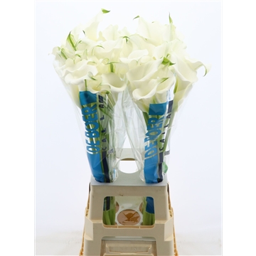 Calla White Mambo
