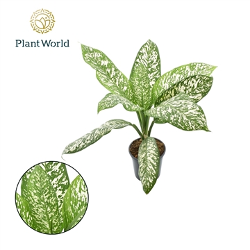 Dieffenbachia White Etna