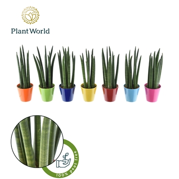 Sansevieria cylindrica &quot;Spaghetti&#39; in gemixt R&#39;dam keramiek