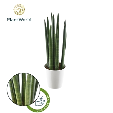 Sansevieria cylindrica &quot;Spaghetti&#39; in keramiek wit