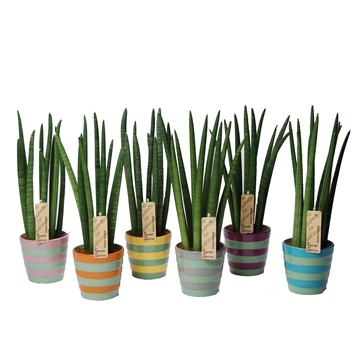Sansevieria cylindrica &#39;Spaghetti&#39; in keramiek Bangkok
