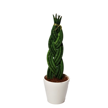 Sansevieria cylindrica &#39;Twist&#39; met keramiek wit