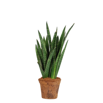 Sansevieria Javanica Nature&#39;s Chance Kokospot.