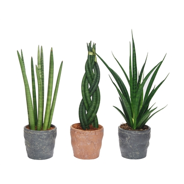 Sansevieria mix: Spaghetti-Kirkii-Twist met keramiek Durban
