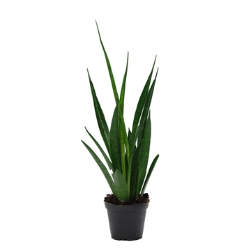 Sansevieria kirkii &#39;Friends&#39;