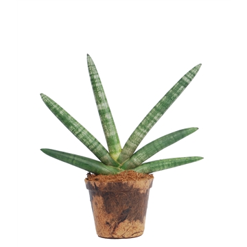 Sansevieria cylindrica &#39;Skyline&#39; Natures Chance Kokospot.