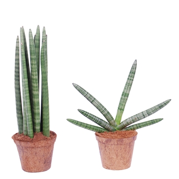 Sansevieria mix: Skyline-Spaghetti in Nature&#39;s Chance Kokospot.