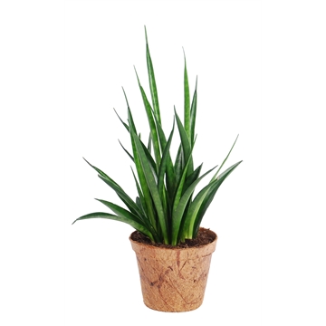 Sansevieria kirkii &#39;Friends&#39; Nature&#39;s Chance Kokospot.