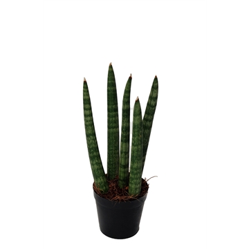 Sansevieria cylindrica &#39;Spaghetti&#39; P6