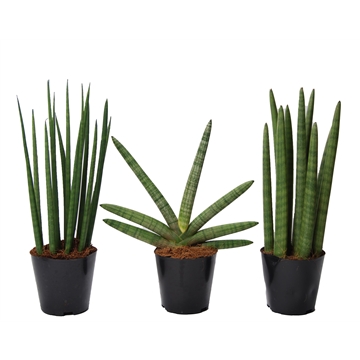 Sansevieria mix: Mikado-Skyline-Spaghetti