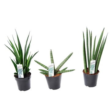 Sansevieria mix Happy: Kirkii-Skyline-Mikado