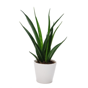 Sansevieria kirkii &#39;Friends&#39; met keramiek wit