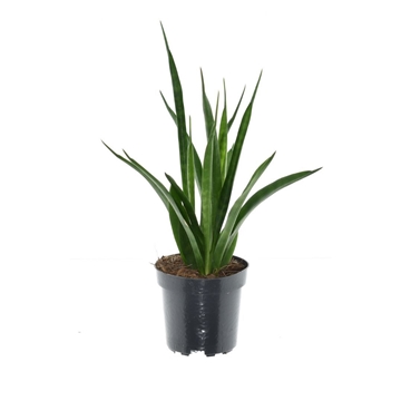 Sansevieria kirkii &#39;Friends&#39; P10,5