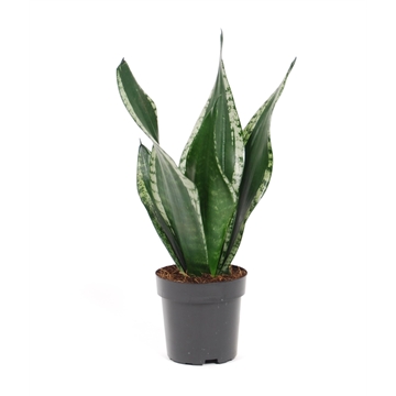Sansevieria trifasciata &#39;Grey Stripe&#39; p12