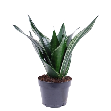 Sansevieria trifasciata &#39;Grey Stripe&#39; p15