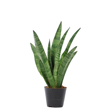 Sansevieria Javanica