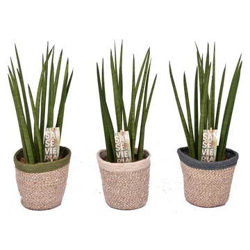 Sansevieria Mikado in Basket ompot