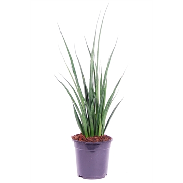 Sansevieria kirkii &#39;Friends&#39;.