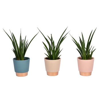 Sansevieria kirkii &#39;Friends&#39; in keramiek Elegance