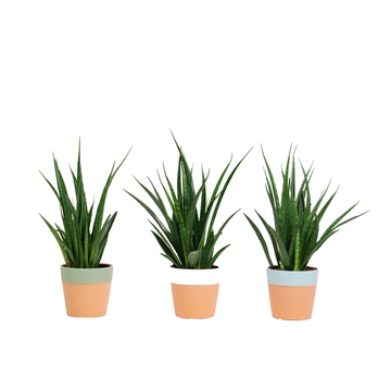 Sansevieria kirkii &#39;Friends&#39; in keramiek Romy