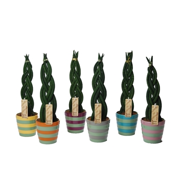 Sansevieria cylindrica &#39;Twist&#39; in keramiek Bangkok