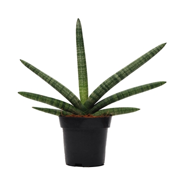 Sansevieria cylindrica &#39;Skyline&#39;