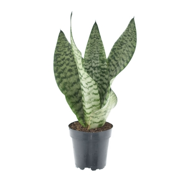 Sansevieria trifasciata ‘Larenzi’ P12