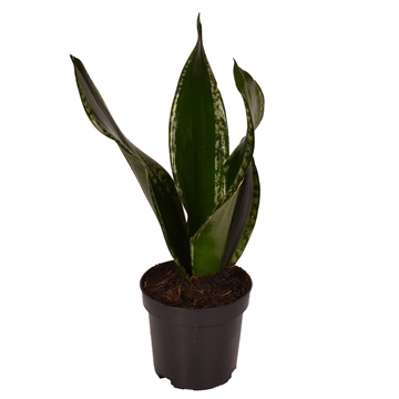 Sansevieria trifasciata &#39;Grey Stripe&#39; p10.5