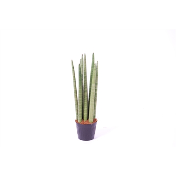 Sansevieria cylindrica &#39;Spaghetti&#39; P10,5