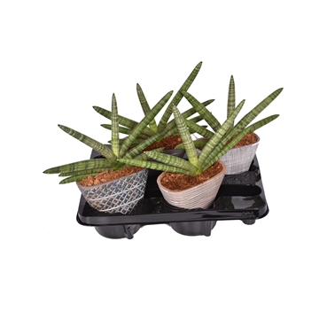 Sansevieria cylindrica &#39;Skyline&#39; met keramiek Cape Town