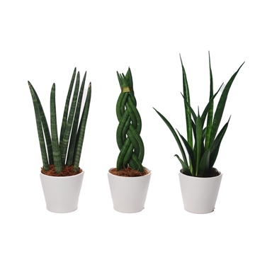 Sansevieria mix: Spaghetti-Kirkii-Twist keramiek Rotterdam wit