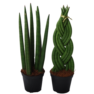 Sansevieria mix: Twist-Spaghetti
