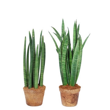 Sansevieria mix: Javanica-Spaghetti Nature&#39;s Chance Kokospot.