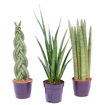 Sansevieria mix: Kirkii-Twist-Spaghetti
