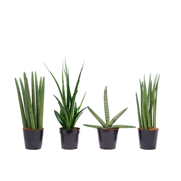 Sansevieria mix: Skyline-kirkii-Mikado-Spaghetti