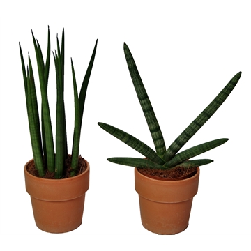 Sansevieria Supermix: Skyline-Mikado in keramiek TerraCotta