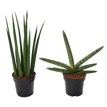 Sansevieria Supermix: Skyline-Mikado