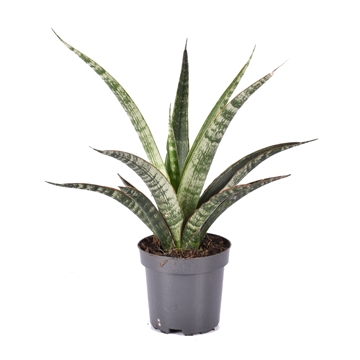 Sansevieria trifasciata &#39;Megan&#39; p10.5