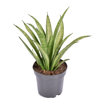 Sansevieria trifasciata &#39;Tess&#39; p10.5