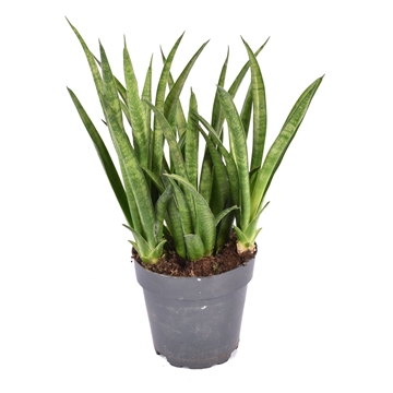 Sansevieria trifasciata &#39;Tess&#39; p12