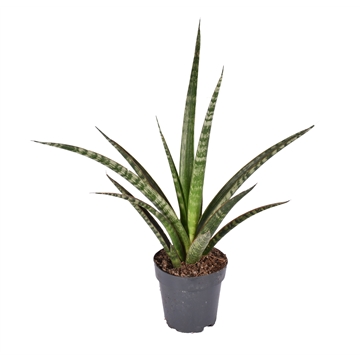 Sansevieria trifasciata &#39;Megan&#39; p12