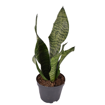Sansevieria trifasciata ‘Larenzi’ p10.5