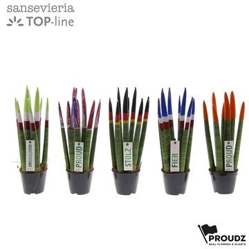 Sansevieria Topline Proudz&#174; zonder keramiek