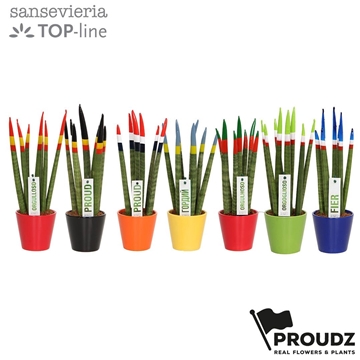 Sansevieria Topline Proudz&#174; mix Rotterdam Keramiek