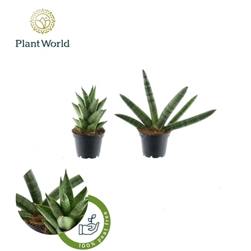 Sansevieria mix Sonora P7