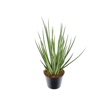 Sansevieria Medusa P10,5