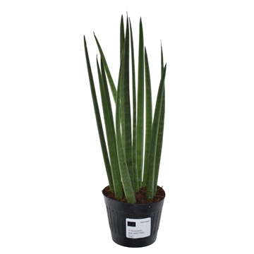 Sansevieria cylindrica &#39;Bacularis&#39; / Mikado