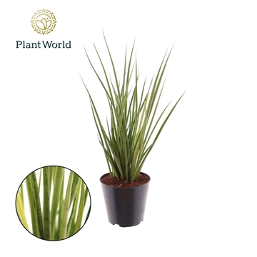 Sansevieria Medusa P12
